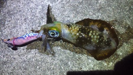 アオリ今年初釣行