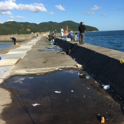 亀浦観光港タチウオとカマス時々シイラ