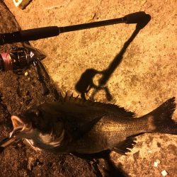 シーバス釣りでチヌ