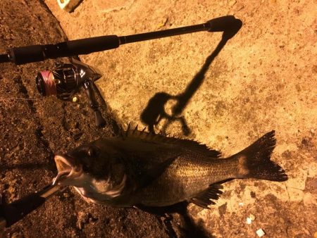 シーバス釣りでチヌ