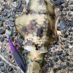 秋烏賊エギング