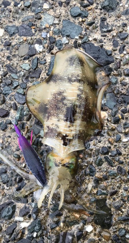 秋烏賊エギング