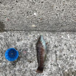 イワシフィーバー