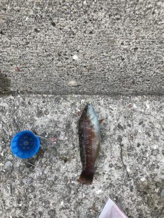 イワシフィーバー