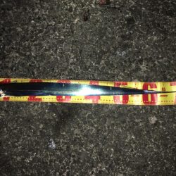 タチウオ入れ食い