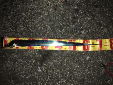 タチウオ入れ食い