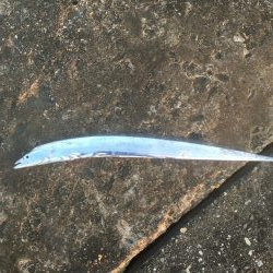 粟津導流堤でサゴシ