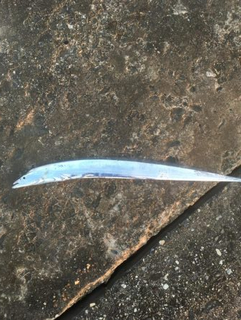 粟津導流堤でサゴシ