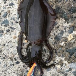 残暑厳しいエギング