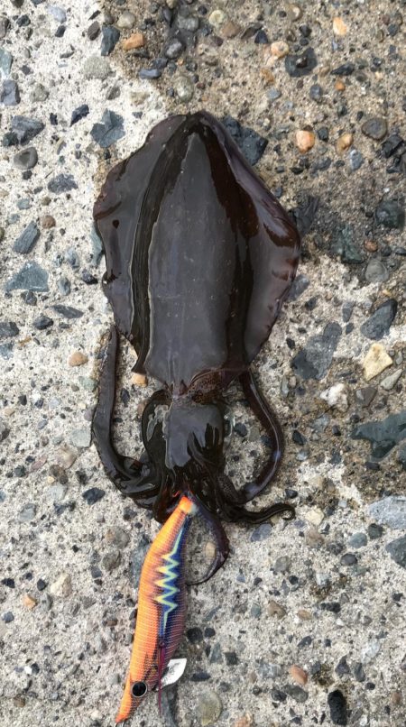 残暑厳しいエギング