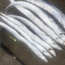 タチウオ釣れました