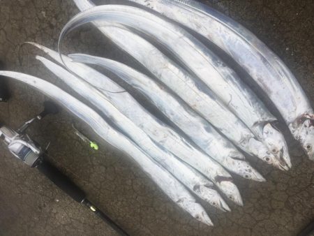 タチウオ釣れました