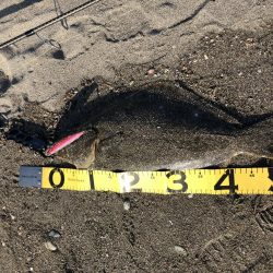 マゴチ狙いのはずが