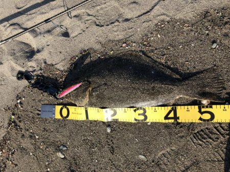 マゴチ狙いのはずが