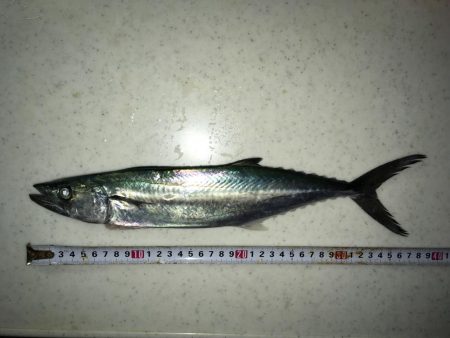 サゴシいました