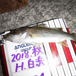 アジはまだ小さい