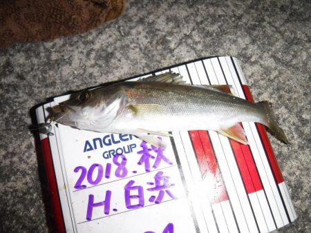 アジはまだ小さい