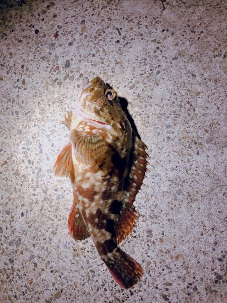 初スーパーライトショアジギング