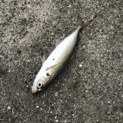 激渋の中、貴重な一本