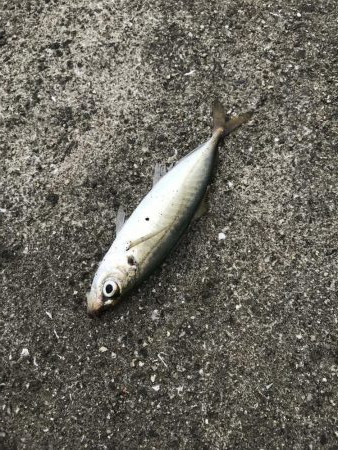 激渋の中、貴重な一本