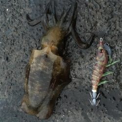 今日しかない・・・