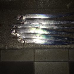 太刀魚入ってます!