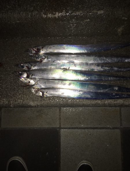 太刀魚入ってます!