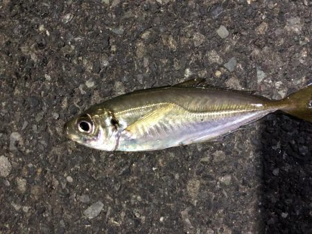 久々のアジングで