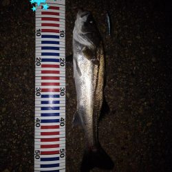 リバーシーバス