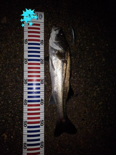 リバーシーバス