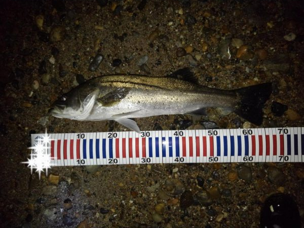 リバーシーバス