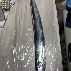 雨の中の太刀魚