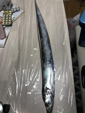 雨の中の太刀魚