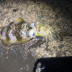 今シーズン初ヤエン