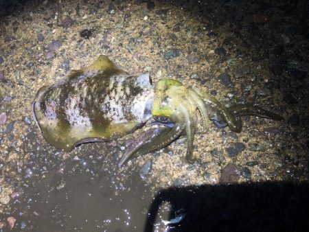 今シーズン初ヤエン