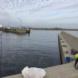 イワシ爆釣れin師崎