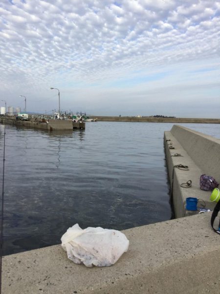 イワシ爆釣れin師崎