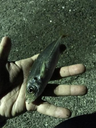 サルでも釣れるアジング