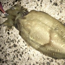 夜な夜なおかず探し