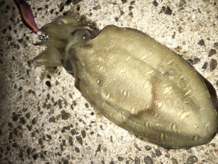 夜な夜なおかず探し