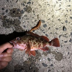 ロックフィッシュ