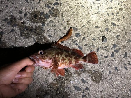 ロックフィッシュ