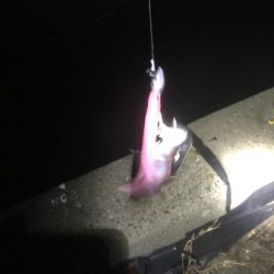 湾奥タチウオまだおらん