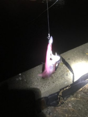 湾奥タチウオまだおらん