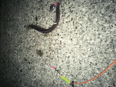 アナゴの数釣り