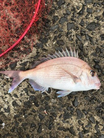 浜吉丸で行く小浦一文字