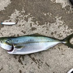 1週間ぶりの青物