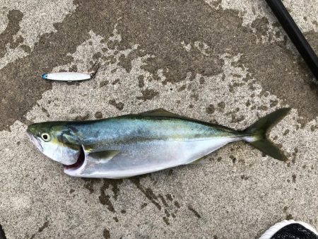 1週間ぶりの青物