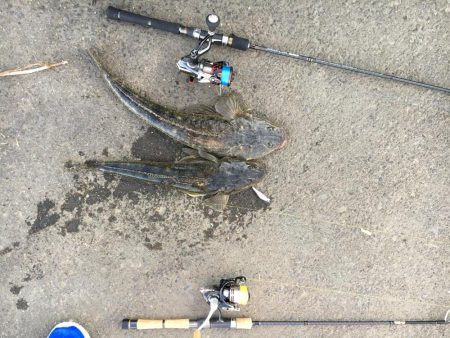 河川のマゴチ激アツ！