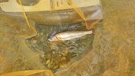 鮎釣り